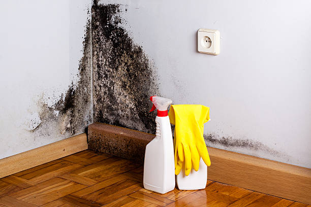 Best Toxic Mold Removal  in Palm Shores, FL